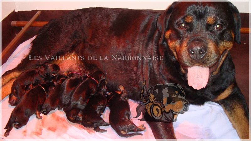 Des Vaillants De La Narbonnaise - Rottweiler - Portée née le 21/01/2014